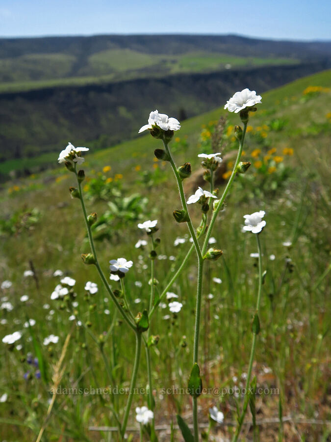 rusty popcorn flower (Plagiobothrys nothofulvus) [Mill Creek Ridge Preserve, Wasco County, Oregon]