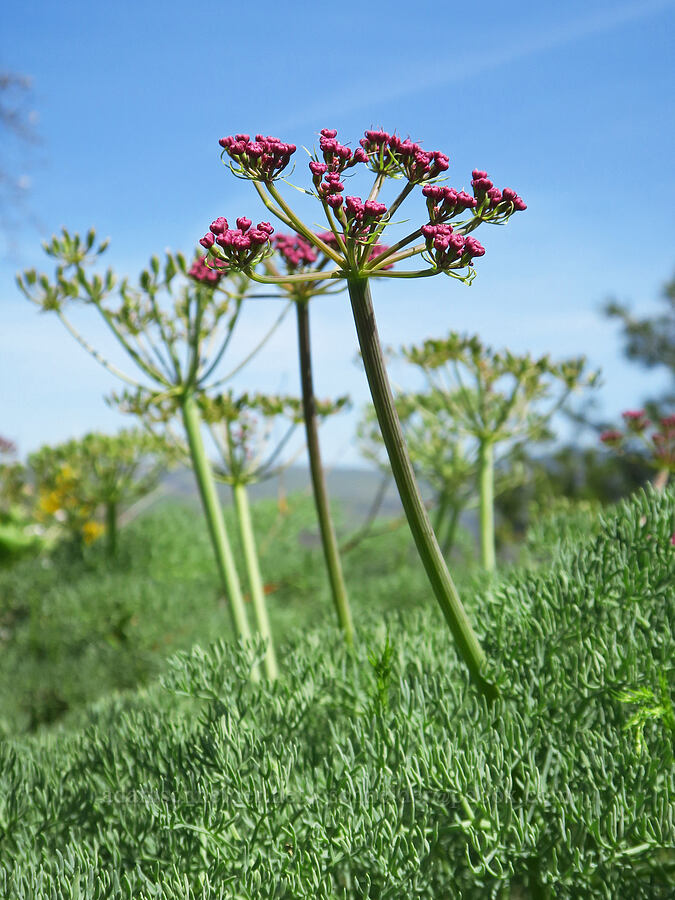 Columbia desert parsley (Lomatium columbianum) [Mill Creek Ridge Preserve, Wasco County, Oregon]