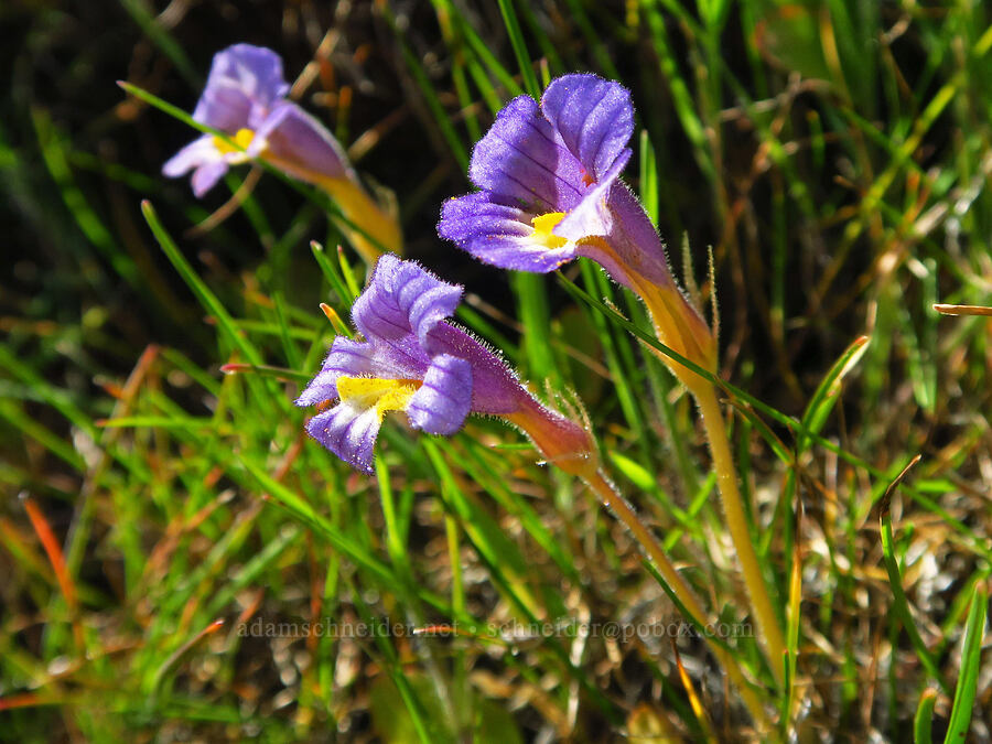 naked broomrape (Aphyllon purpureum (Orobanche uniflora)) [Mill Creek Ridge Preserve, Wasco County, Oregon]