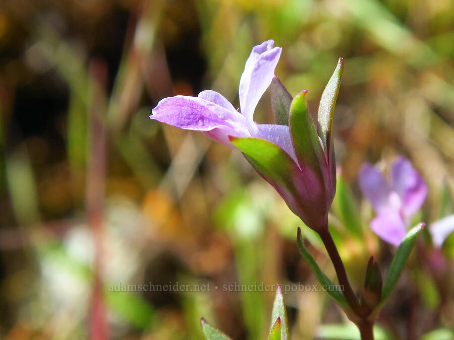 few-flowered blue-eyed-Mary (Collinsia sparsiflora) [Mill Creek Ridge Preserve, Wasco County, Oregon]