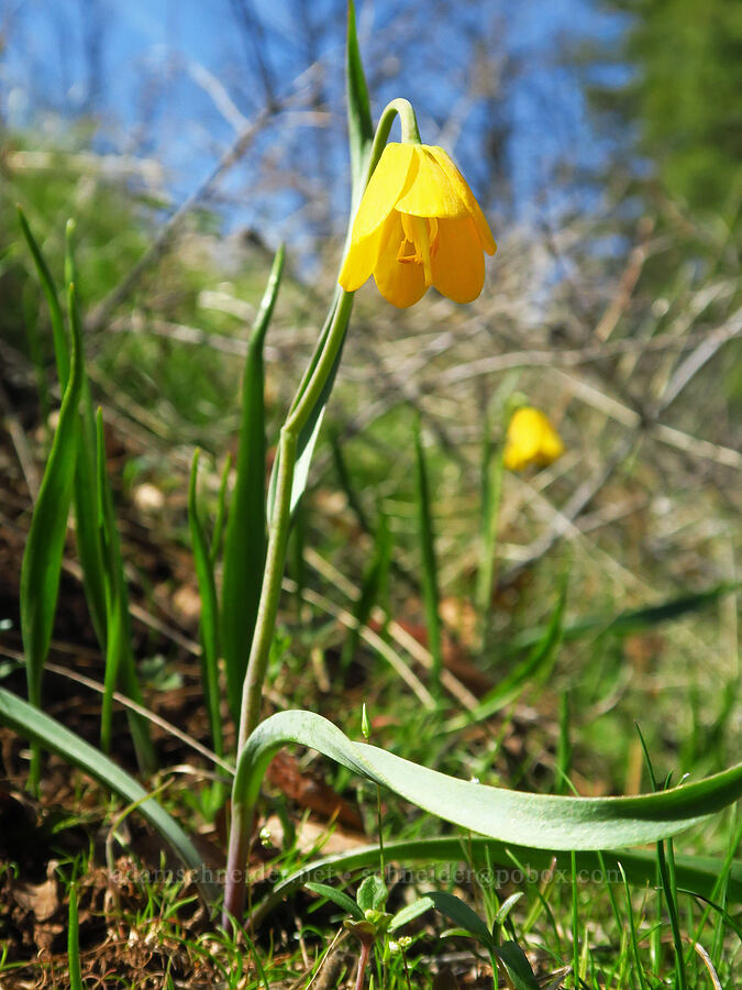 yellow bells (Fritillaria pudica) [Mill Creek Ridge, Wasco County, Oregon]