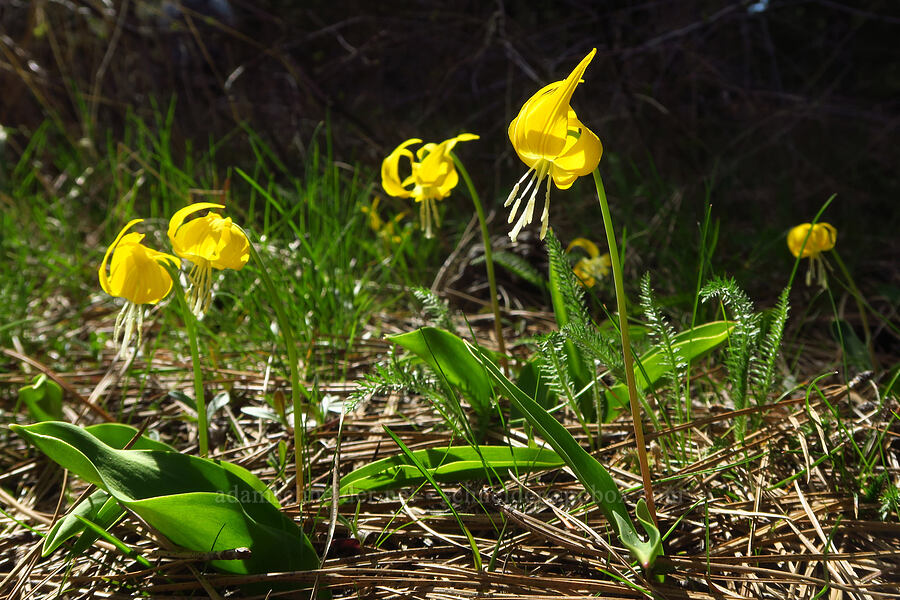 glacier lilies (Erythronium grandiflorum) [Mill Creek Ridge, Wasco County, Oregon]
