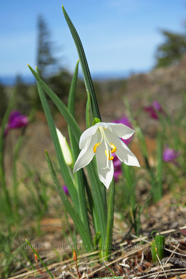 white grass-widow (Olsynium douglasii) [Mill Creek Ridge, Wasco County, Oregon]