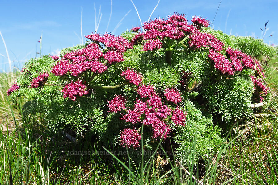 Columbia desert parsley (Lomatium columbianum) [Mill Creek Ridge, Wasco County, Oregon]