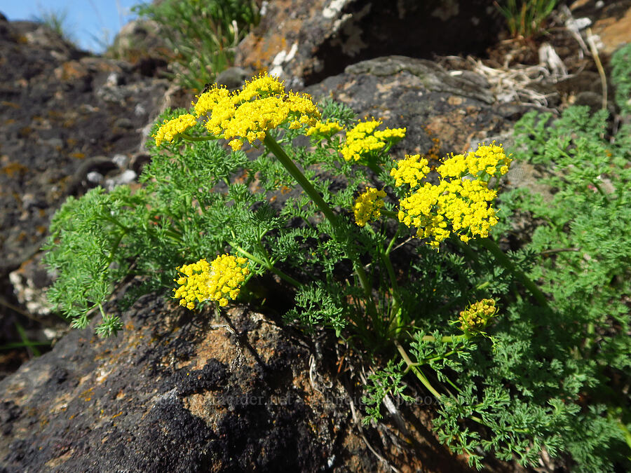 pungent desert parsley (Lomatium papilioniferum (Lomatium grayi)) [Mill Creek Ridge, Wasco County, Oregon]