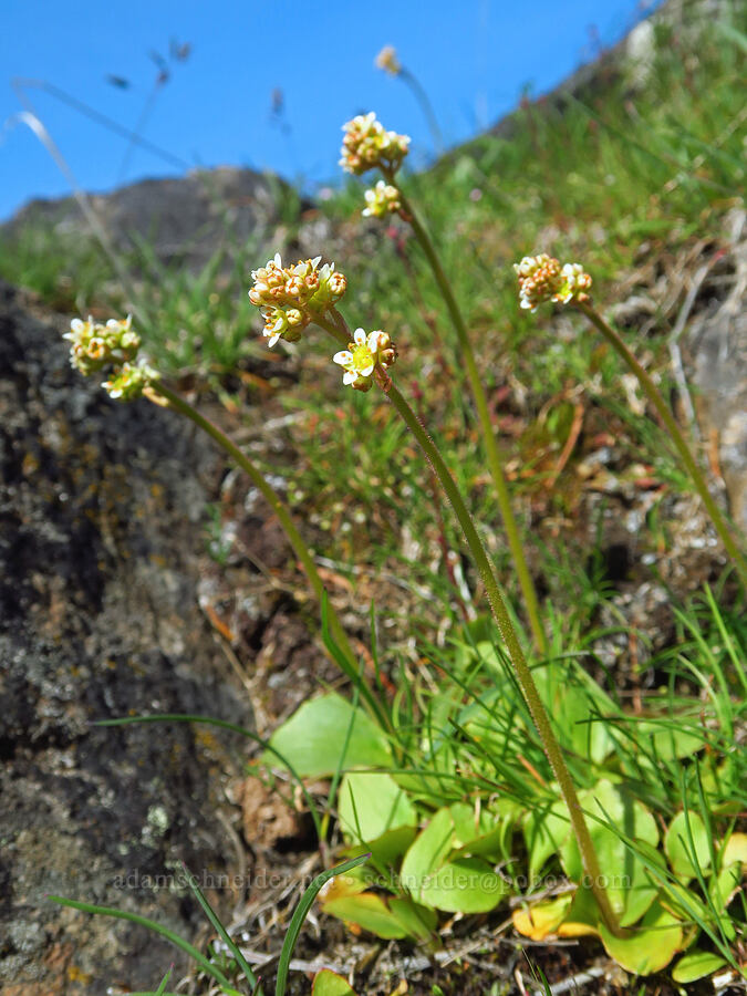 brittle-leaf saxifrage (Micranthes fragosa (Saxifraga integrifolia var. claytoniifolia)) [Mill Creek Ridge, Wasco County, Oregon]