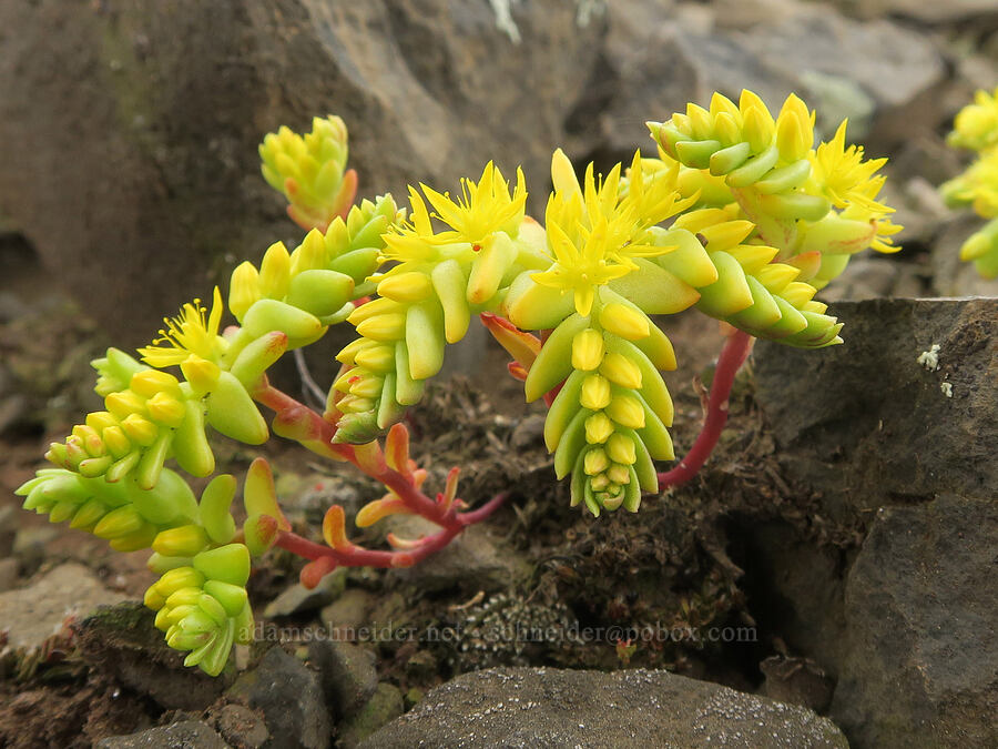 Sierra mock stonecrop (Sedella pumila (Parvisedum pumilum)) [North Table Mountain Ecological Reserve, Butte County, California]