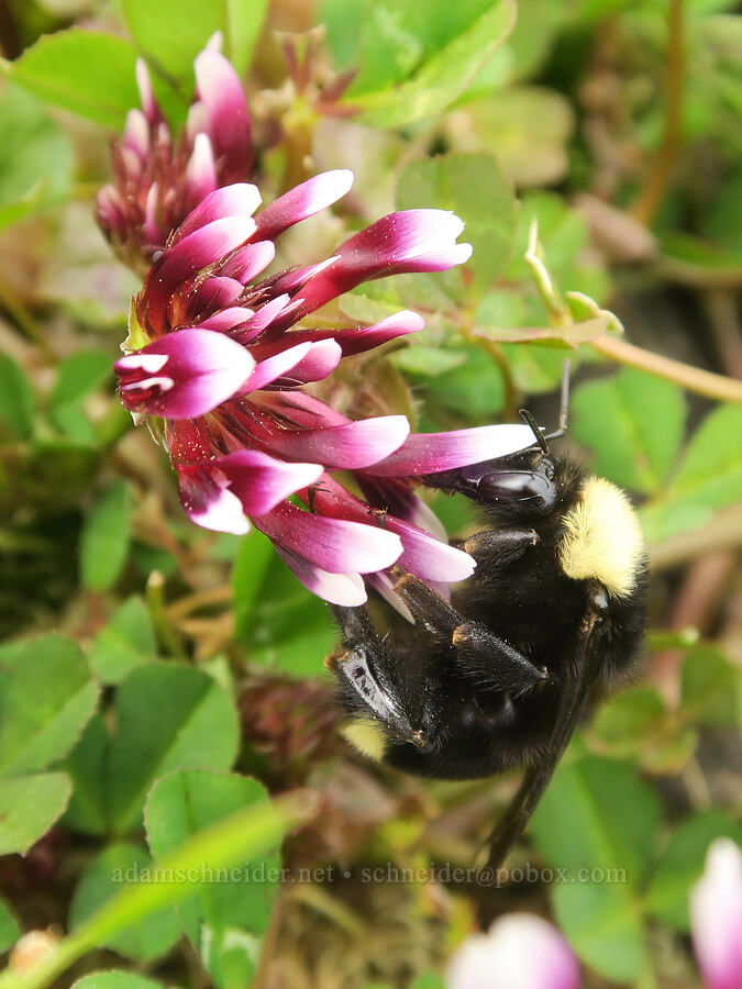 California bumblebee on white-tip clover (Bombus californicus, Trifolium variegatum) [North Table Mountain Ecological Reserve, Butte County, California]