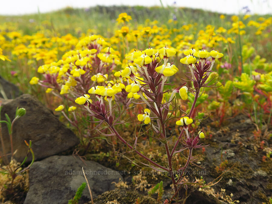 butter-and-eggs (Triphysaria eriantha (Orthocarpus erianthus)) [North Table Mountain Ecological Reserve, Butte County, California]