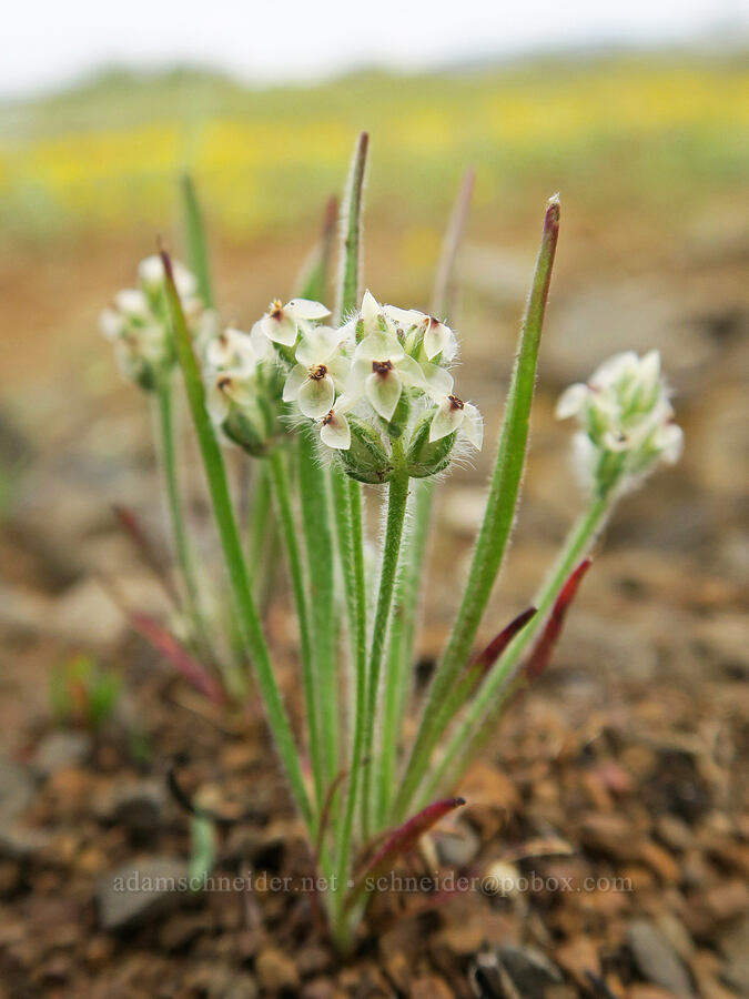 California plantain (Plantago erecta) [North Table Mountain Ecological Reserve, Butte County, California]