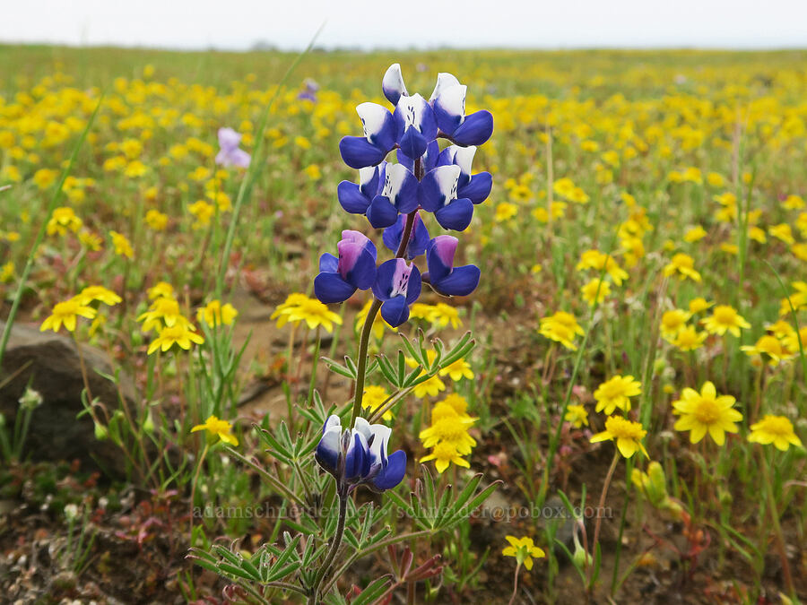 sky lupine & gold-fields (Lupinus nanus, Lasthenia sp.) [North Table Mountain Ecological Reserve, Butte County, California]