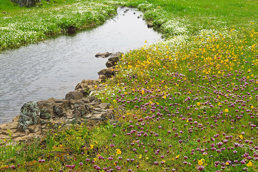 wildflowers (Trifolium variegatum, Erythranthe sp. (Mimulus sp.), Limnanthes douglasii ssp. nivea, Blennosperma nanum) [North Table Mountain Ecological Reserve, Butte County, California]