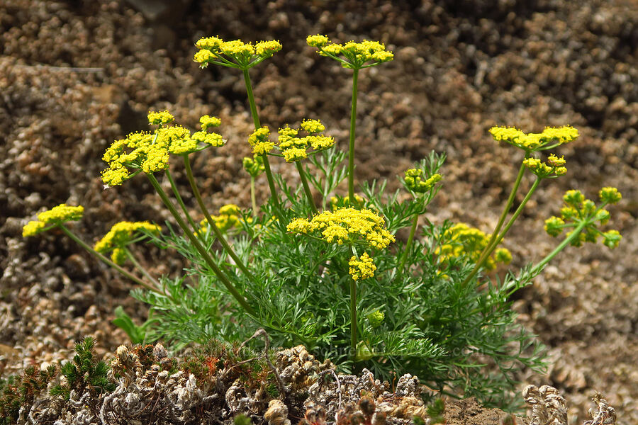 spring-gold desert parsley (Lomatium utriculatum) [North Table Mountain Ecological Reserve, Butte County, California]