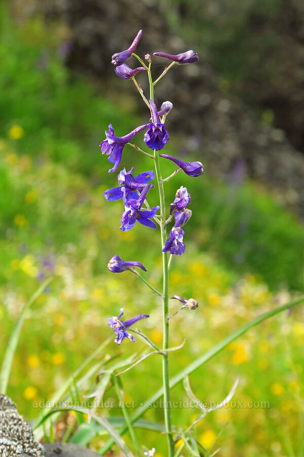 spreading larkspur (Delphinium patens) [North Table Mountain Ecological Reserve, Butte County, California]