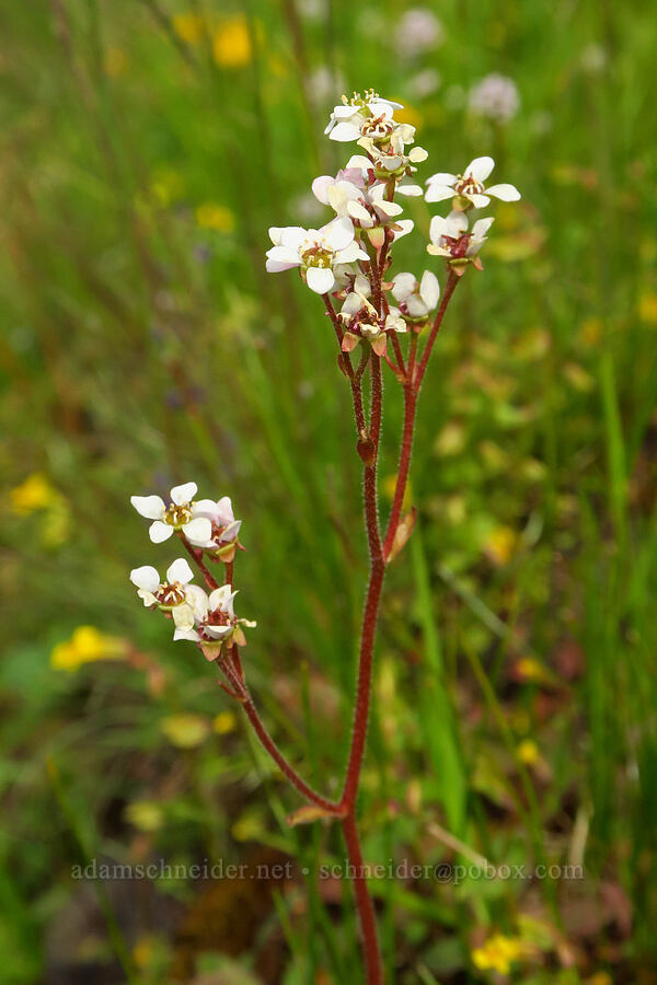 California saxifrage (Micranthes californica (Saxifraga californica)) [North Table Mountain Ecological Reserve, Butte County, California]
