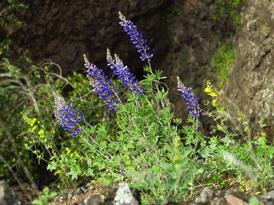 lupine (Lupinus sp.) [North Table Mountain Ecological Reserve, Butte County, California]