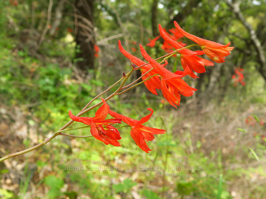 red larkspur (Delphinium nudicaule) [North Table Mountain Ecological Reserve, Butte County, California]