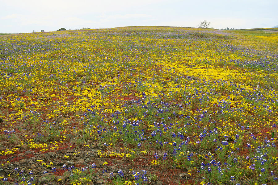 wildflowers (Lupinus nanus, Sedella pumila (Parvisedum pumilum), Lasthenia sp.) [North Table Mountain Ecological Reserve, Butte County, California]