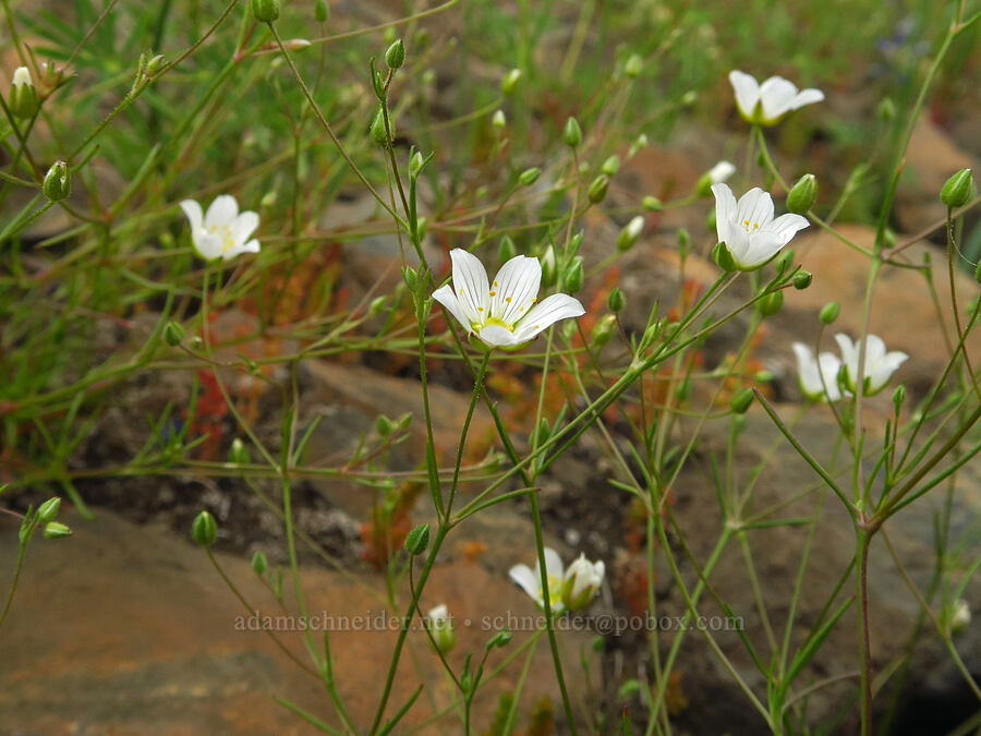 Douglas' stitchwort (Minuartia douglasii (Sabulina douglasii) (Arenaria douglasii)) [North Table Mountain Ecological Reserve, Butte County, California]