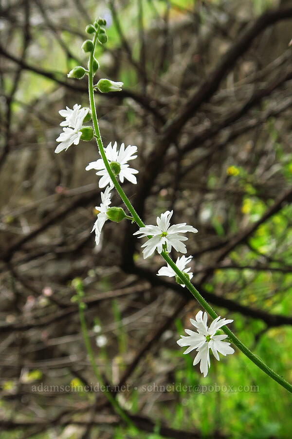 prairie/woodland star (which?) (Lithophragma sp.) [North Table Mountain Ecological Reserve, Butte County, California]