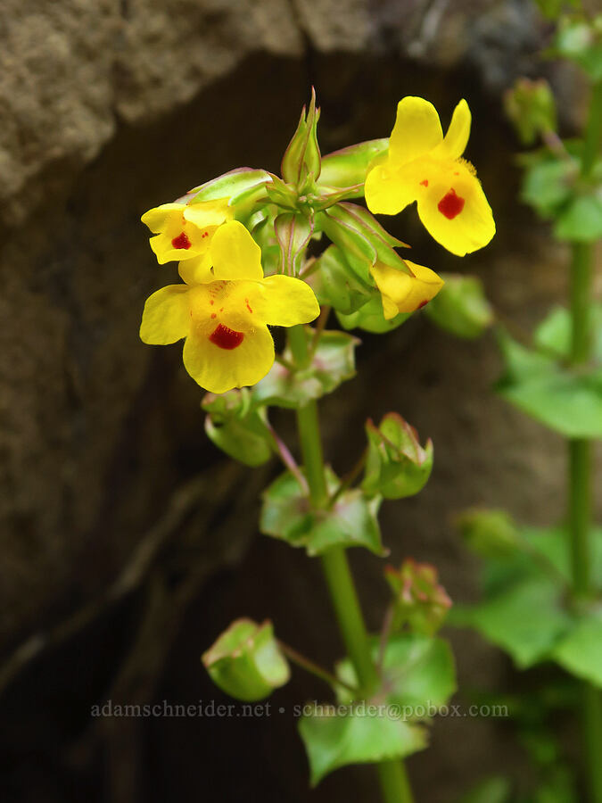 big-nose monkeyflower (Erythranthe nasuta (Mimulus guttatus var. nasutus)) [North Table Mountain Ecological Reserve, Butte County, California]