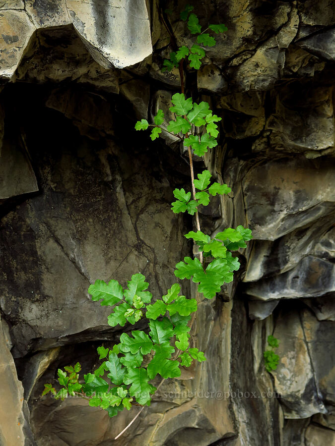 poison-oak (Toxicodendron diversilobum (Rhus diversiloba)) [North Table Mountain Ecological Reserve, Butte County, California]