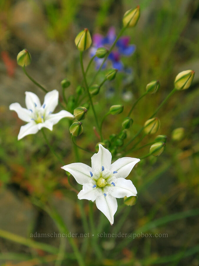glassy triplet-lily (Triteleia lilacina (Brodiaea lilacina)) [North Table Mountain Ecological Reserve, Butte County, California]