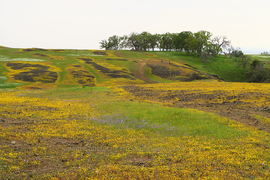 wildflowers [North Table Mountain Ecological Reserve, Butte County, California]