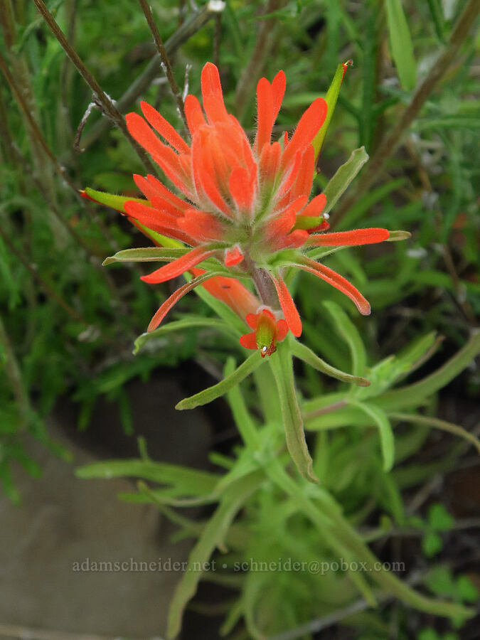 coast paintbrush (Castilleja affinis) [North Table Mountain Ecological Reserve, Butte County, California]