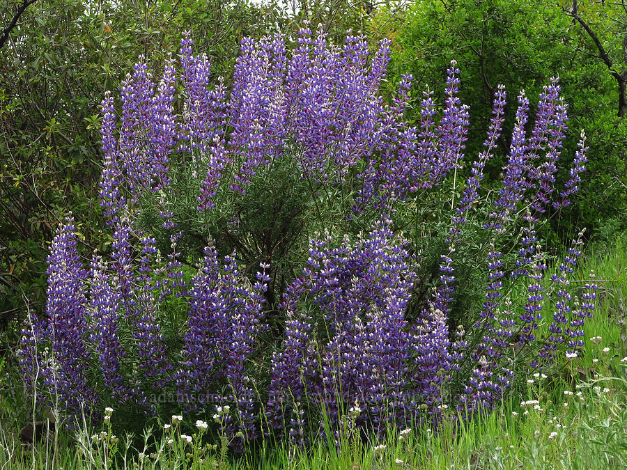 silver bush lupine (Lupinus albifrons) [North Table Mountain Ecological Reserve, Butte County, California]