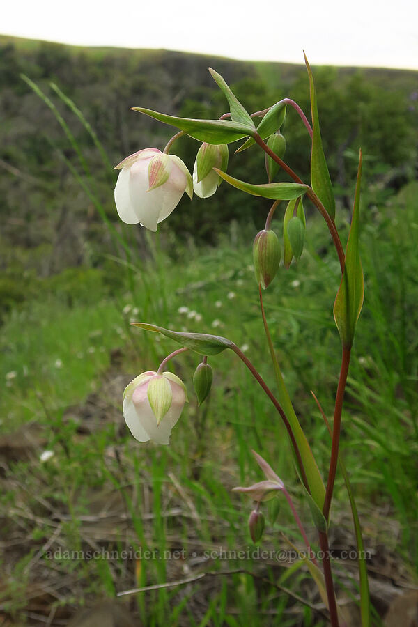 fairy-lanterns (Calochortus albus) [North Table Mountain Ecological Reserve, Butte County, California]