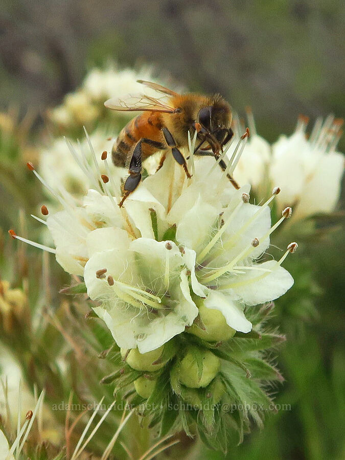 honeybee on rock phacelia (Apis mellifera, Phacelia egena) [North Table Mountain Ecological Reserve, Butte County, California]