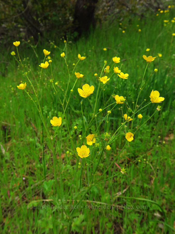 western buttercups (Ranunculus occidentalis) [North Table Mountain Ecological Reserve, Butte County, California]