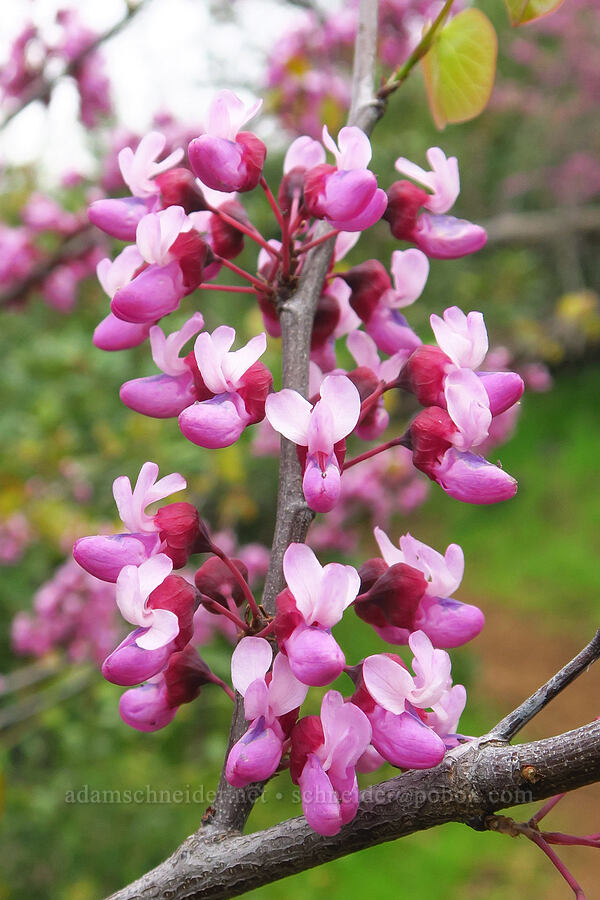 western redbud (Cercis occidentalis) [North Table Mountain Ecological Reserve, Butte County, California]