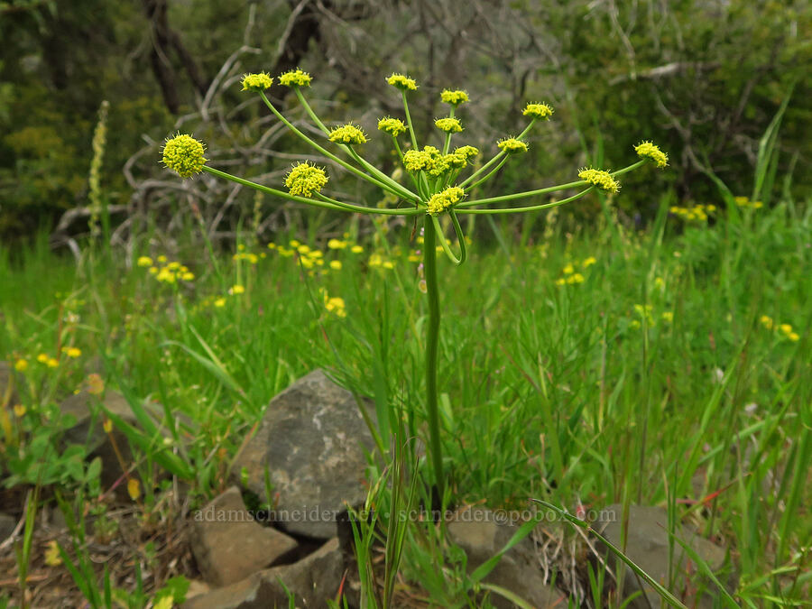 Hartweg's desert parsley (Lomatium marginatum var. marginatum) [North Table Mountain Ecological Reserve, Butte County, California]