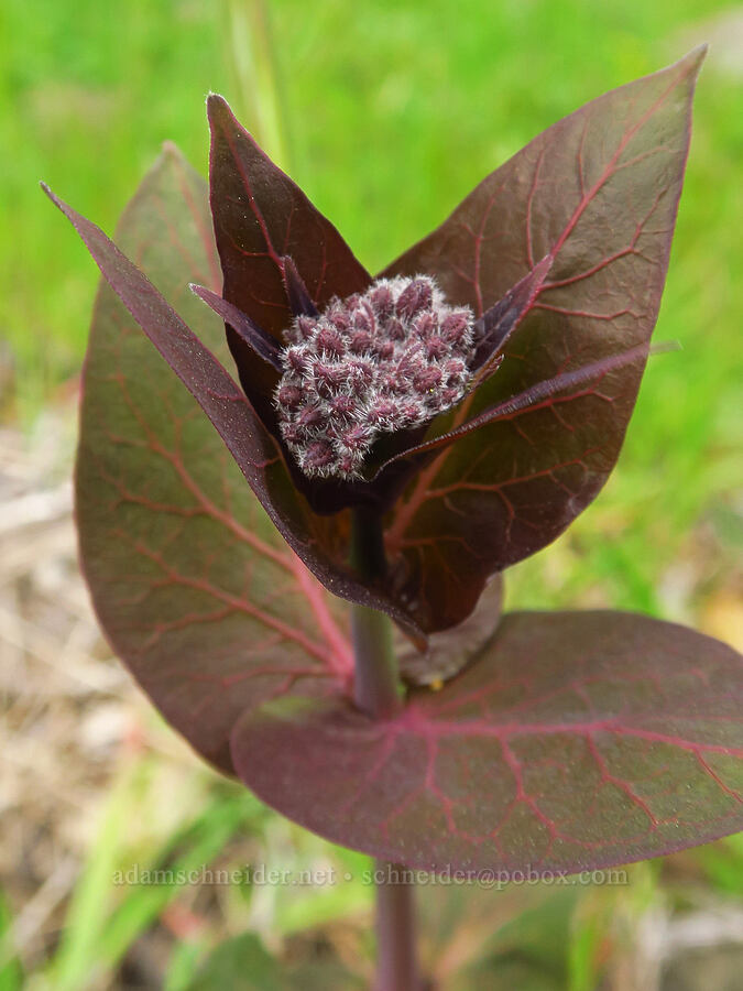 purple milkweed, budding (Asclepias cordifolia) [North Table Mountain Ecological Reserve, Butte County, California]