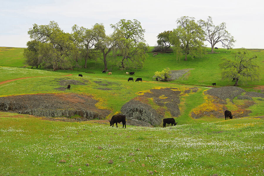 cows & wildflowers [North Table Mountain Ecological Reserve, Butte County, California]