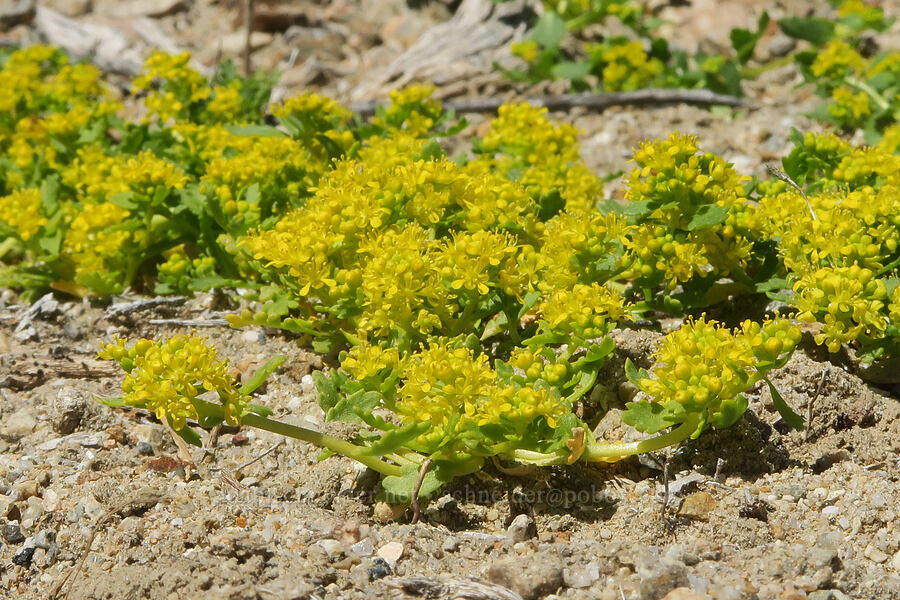 yellow pepper-weed (Lepidium flavum) [U.S. Highway 395, Inyo County, California]