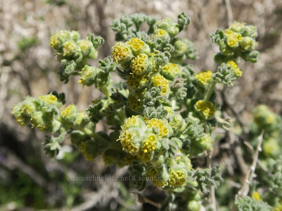 bud sagebrush (Artemisia spinescens (Picrothamnus desertorum)) [Whitney Portal Road, Inyo County, California]