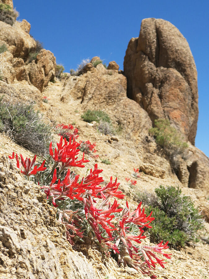 scarlet milk-vetch (Astragalus coccineus) [Mobius Arch Trail, Inyo County, California]