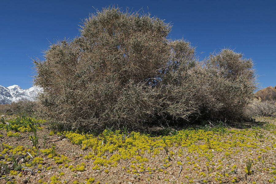 yellow pepper-weed and spiny salt-bush (Lepidium flavum, Atriplex confertifolia) [Mobius Arch Trail, Inyo County, California]