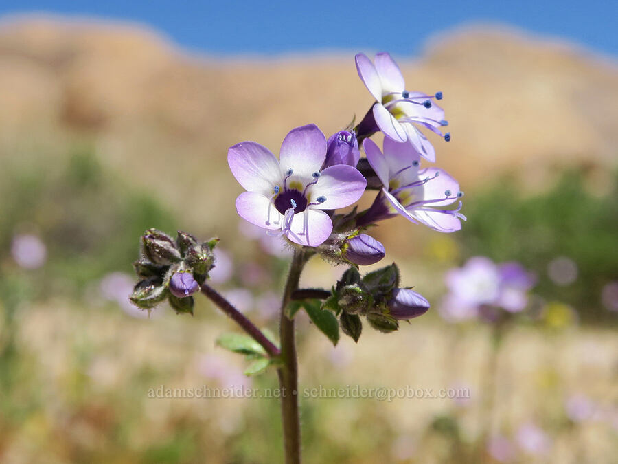 Nevada gilia (Gilia brecciarum ssp. neglecta) [Mobius Arch Trail, Inyo County, California]