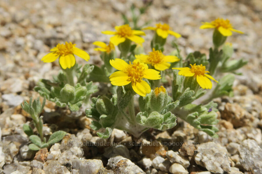 Wallace's woolly daisy (Eriophyllum wallacei) [Mobius Arch Trail, Inyo County, California]