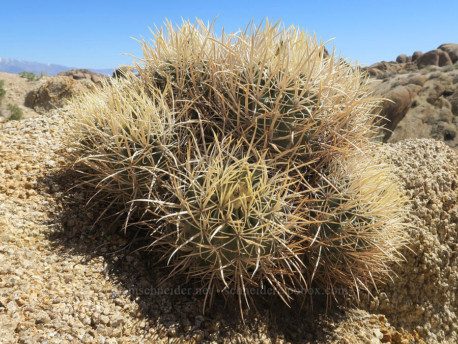 cotton-top cactus (Echinocactus polycephalus (Homalocephala polycephala)) [Mobius Arch Trail, Inyo County, California]