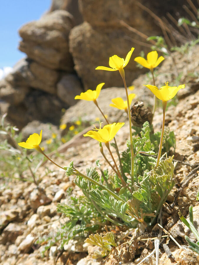 pygmy poppy (Eschscholzia minutiflora) [Mobius Arch Trail, Inyo County, California]