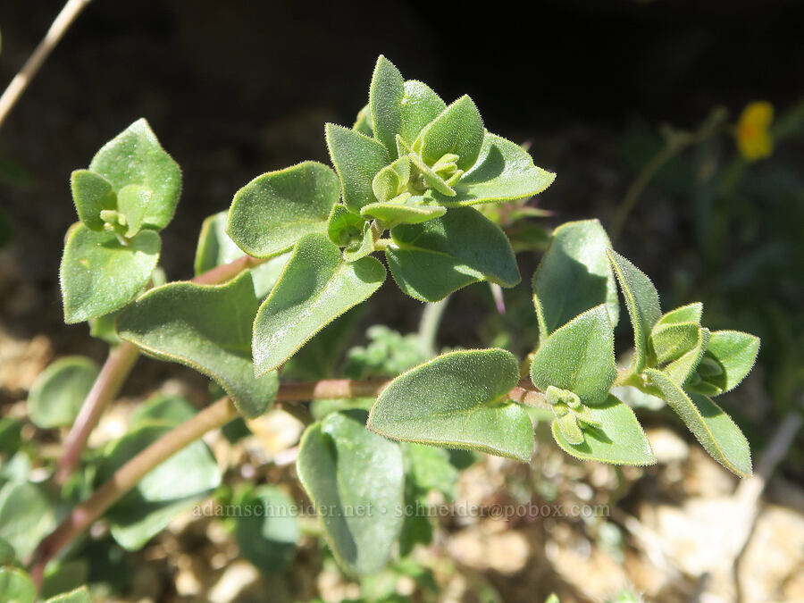 wishbone-bush (desert four-o'-clock) leaves (Mirabilis laevis) [Tuttle Creek Road, Inyo County, California]