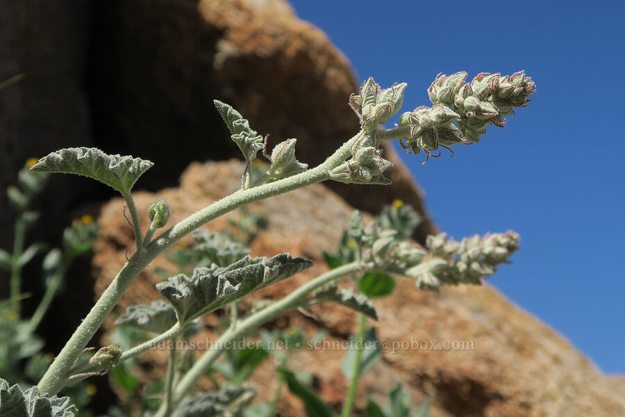 desert globe-mallow, budding (Sphaeralcea ambigua) [Tuttle Creek Road, Inyo County, California]