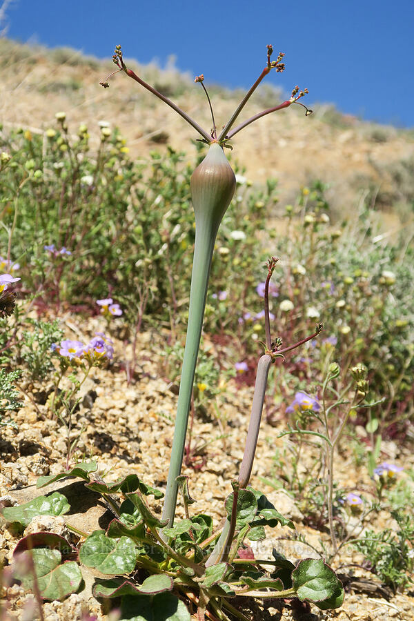 desert trumpet buckwheat, budding (Eriogonum inflatum) [Tuttle Creek Road, Inyo County, California]