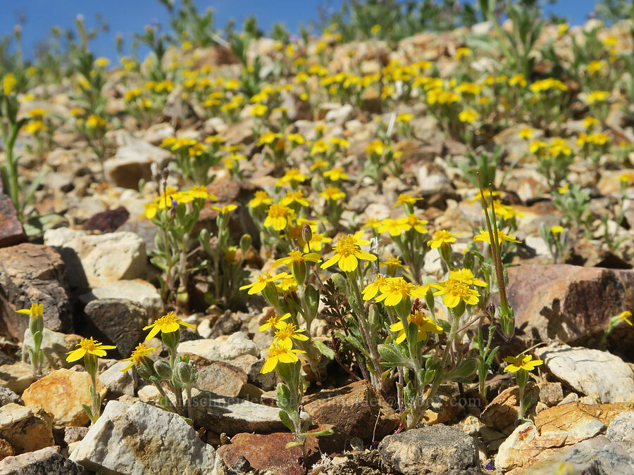 Wallace's woolly daisy (Eriophyllum wallacei) [Tuttle Creek Road, Inyo County, California]