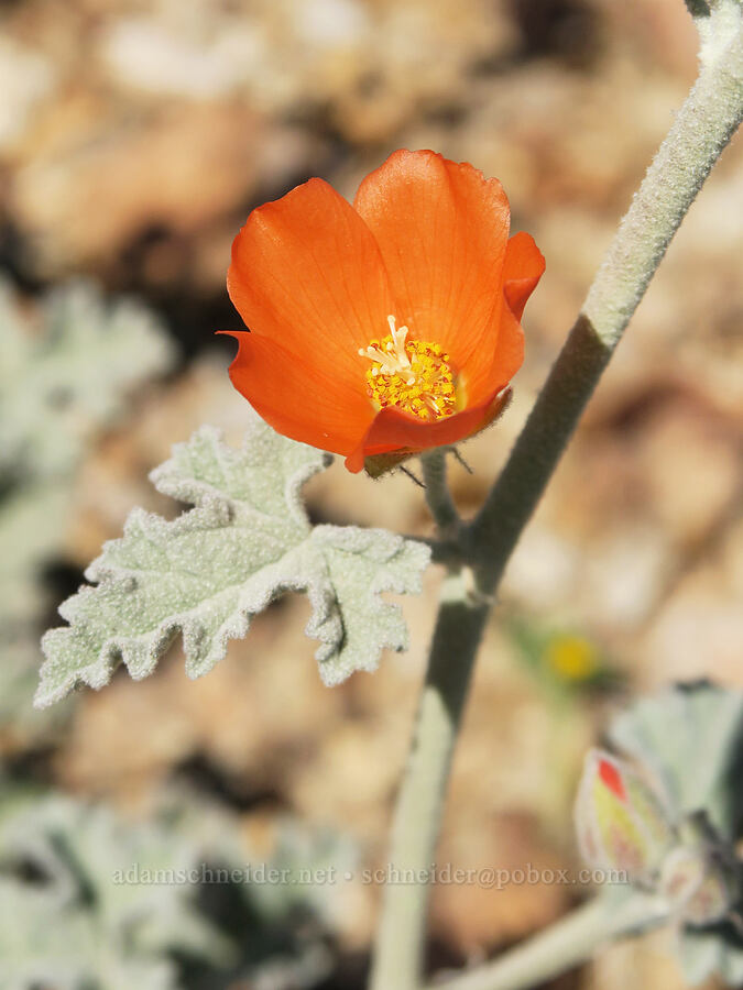 desert globe-mallow (Sphaeralcea ambigua) [Tuttle Creek Road, Inyo County, California]